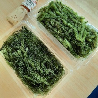 RONG NHO TƯƠI ( thứ 6 hàng tuần)