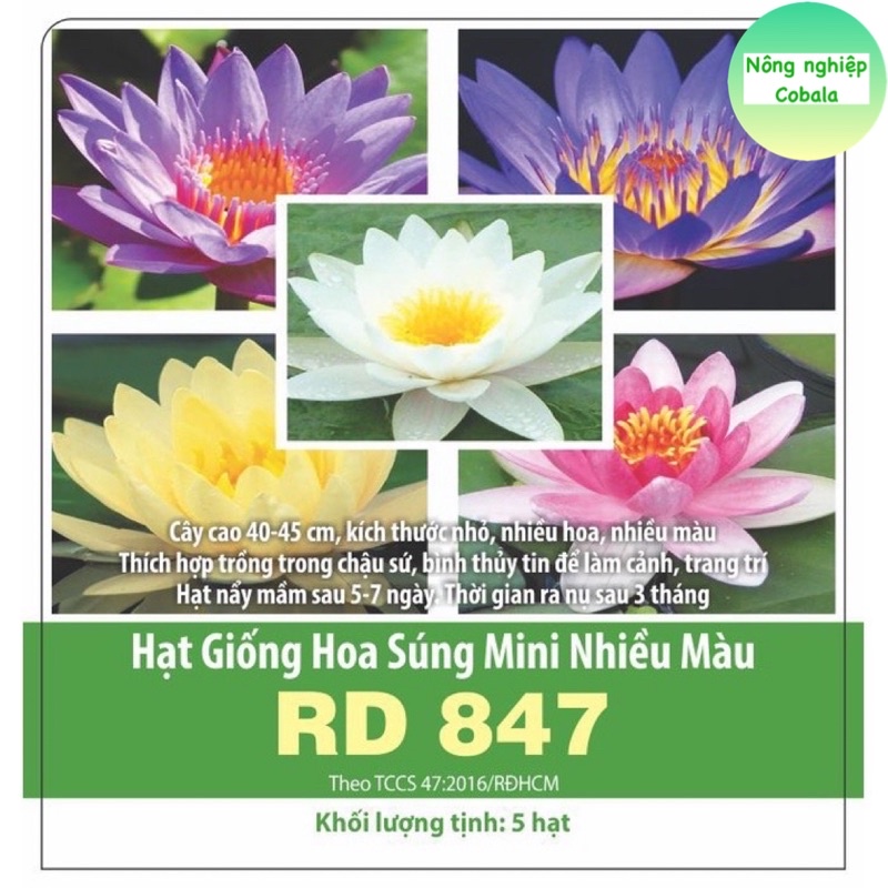 Hạt Giống Hoa Súng Mini Nhiều Màu (5 Hạt)