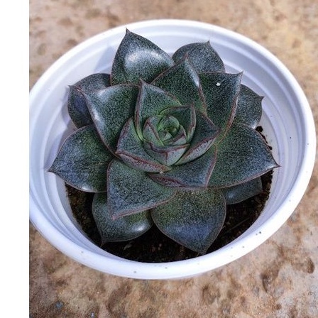 Sen đá BÔNG HỒNG ĐEN size trung - Vườn Đà Lạt