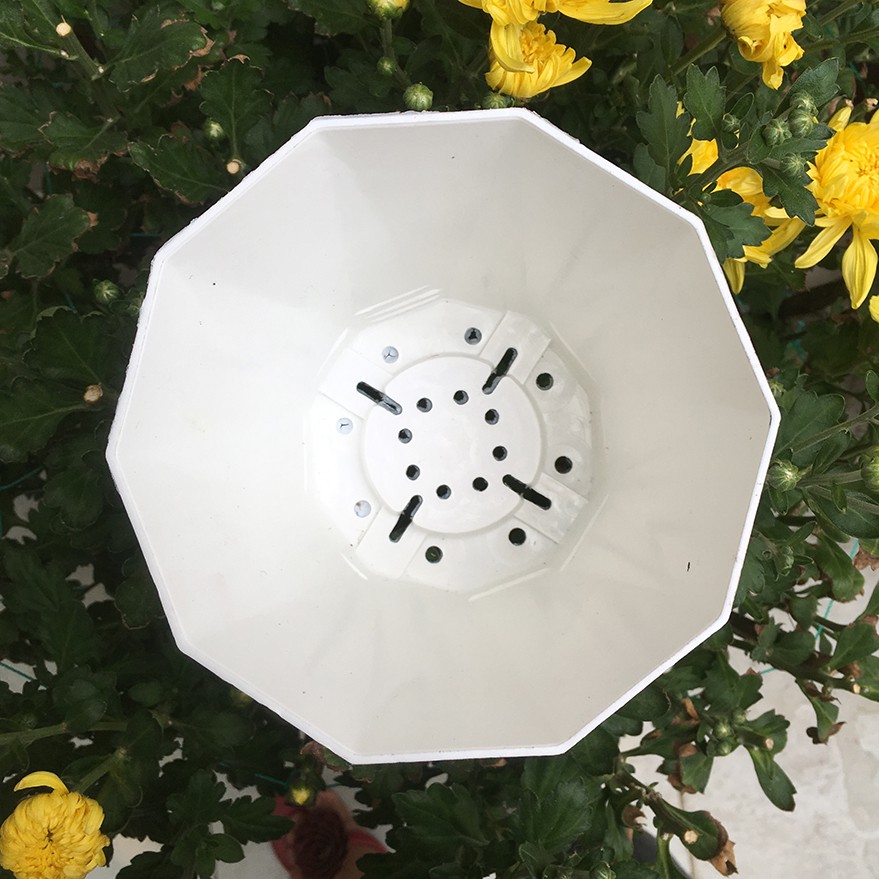 Bộ 10 chậu hoa mười cạnh màu trắng 15x13cm