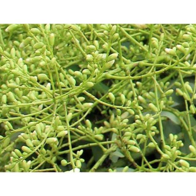 Cây Giống Hòe Nếp Cao Sản