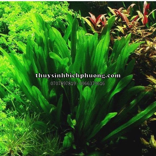 CÂY LƯỠI MÈO THỦY SINH TRỒNG HẬU CẢNH ĐẸP CHO HỒ CÁ THỦY SINH