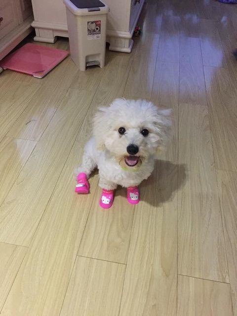 Giày silicone đi nắng, đi mưa cho cún cưng♥️
