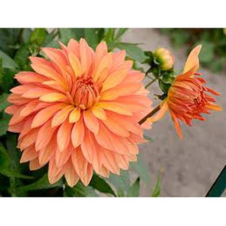 combo 5 CỦ THƯỢC DƯỢC MÀU CAM