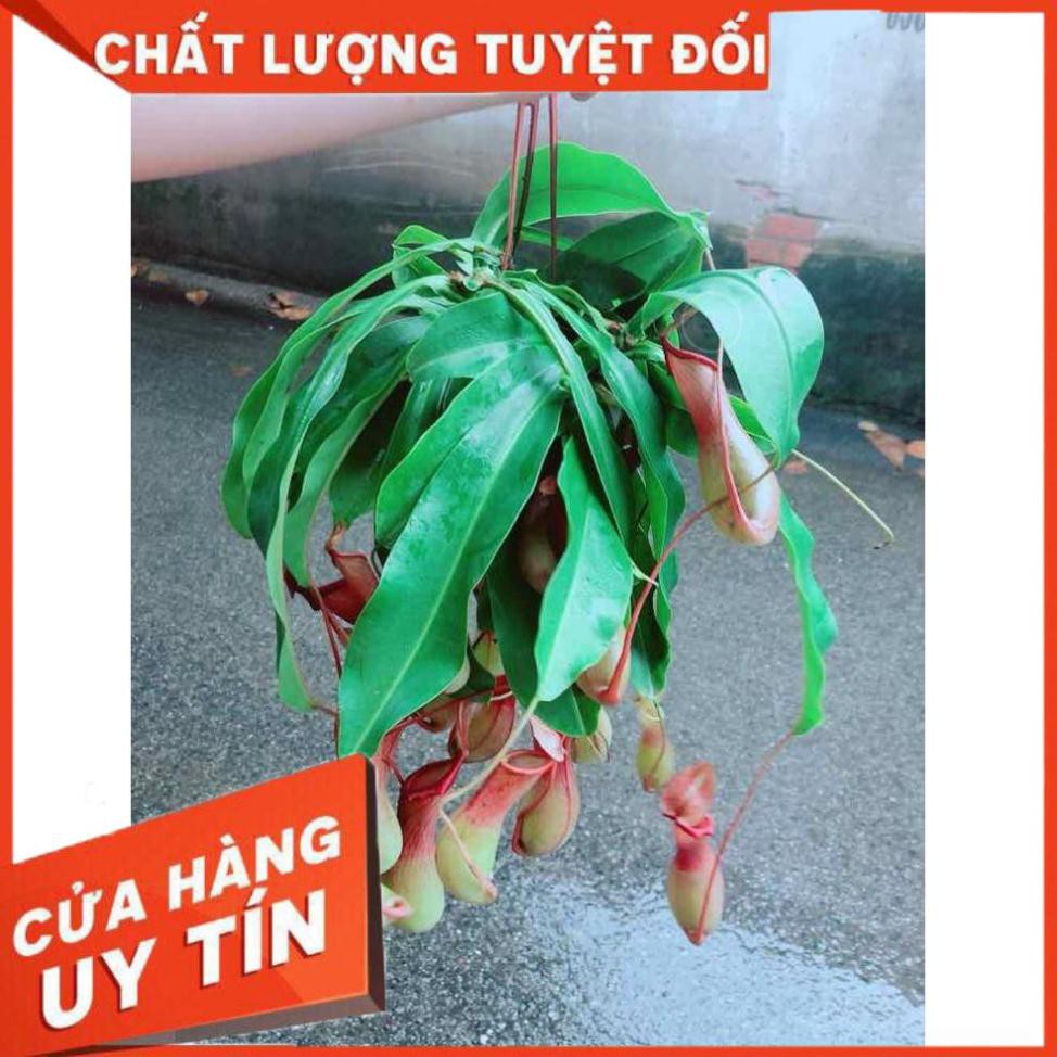 Chậu Nắp Ấm Size Đại Nhiều Người Mua