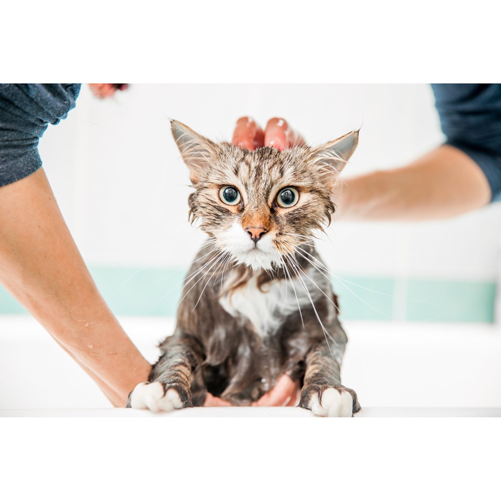 Sữa tắm chó mèo Prunus Micochlodine 200ml - Điều trị nấm ngứa, viêm da, viêm bã nhờn