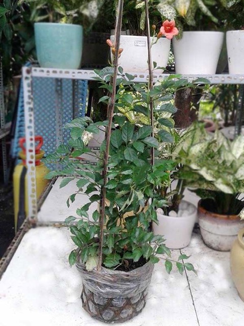 Cây hoa dây lan tiêu