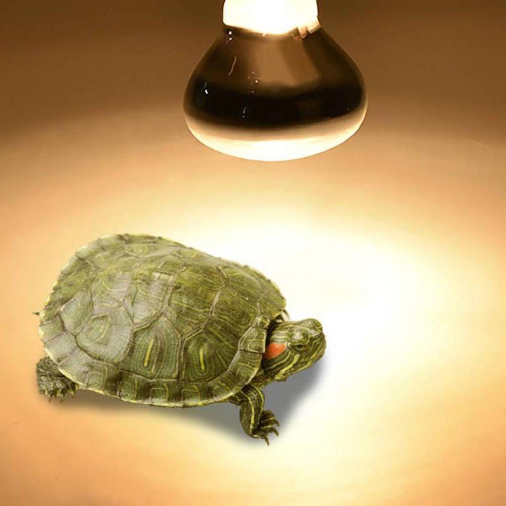 Augustine Bóng Đèn Halogen Điều Khiển Nhiệt Độ UVA