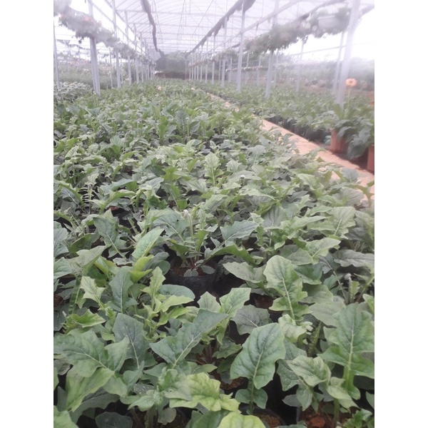 Cây hoa đồng tiền Thái cao đang nụ nhiều màu