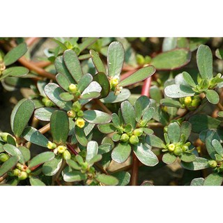 [ Freeship 50k ] Hạt giống rau sam thích hợp khí hậu nhanh dễ trồng - Tặng thêm gói hạt giống ngẫu nhiên