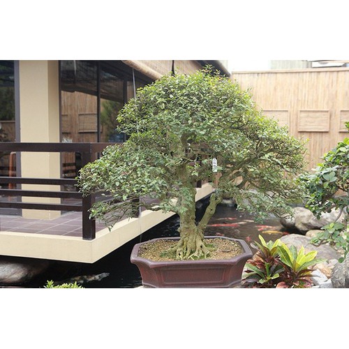 COM BO 5 BẦU cây GIỐNG HỒNG NGỌC MAI BONSAI + Tặng 02 cây nhót ngọt