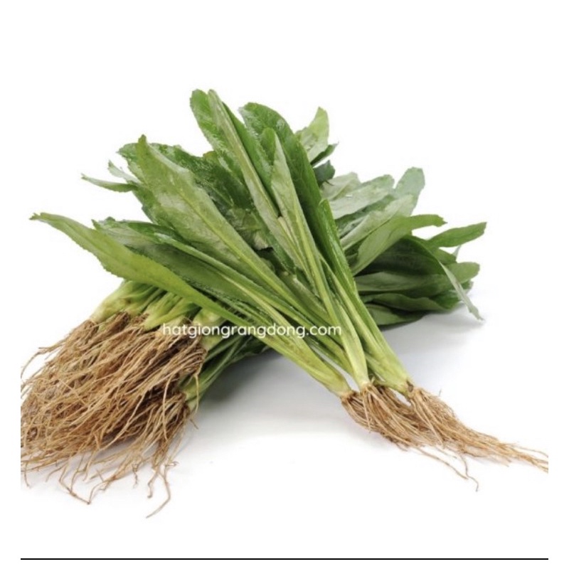 Hạt giống Ngò gai rado 76