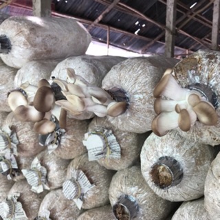 [Siêu sỉ nấm]Combo 5 phôi nấm bào ngư từ trại giống (1.1~1.2kg/phôi)
