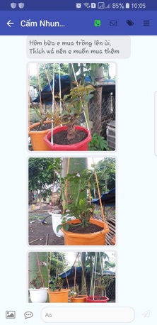 Gốc hồng leo