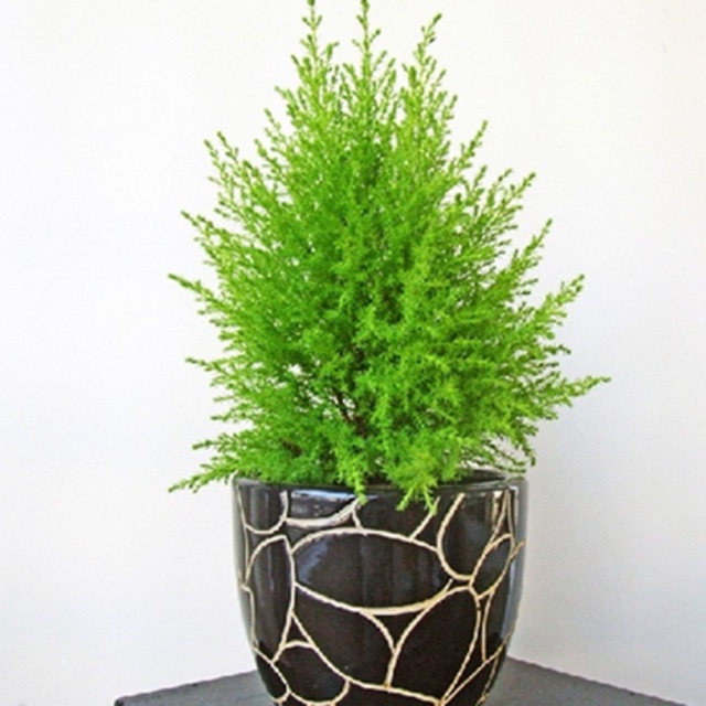 Hạt giống Cây Tùng thơm