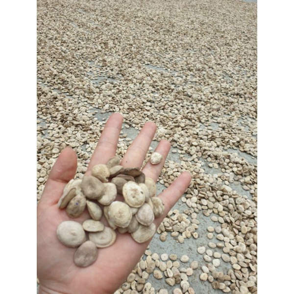 Hạt Mã Tiền nhung - 100g Hàng mới, khô, sạch