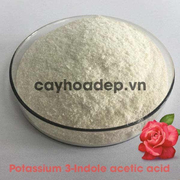 Auxin K-IAA 98%  tan trong nước