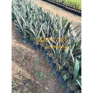 Kè bạc cây giống