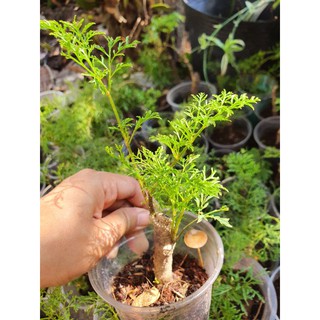 Cây đinh lăng giống