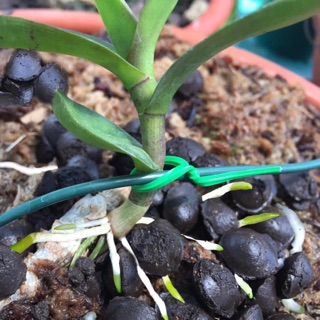 Phân Trùn Quế Hạt Mận Cho Hoa Lan