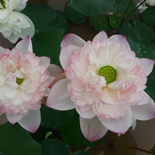 HOA SEN THÁI: SUPER LOTUS