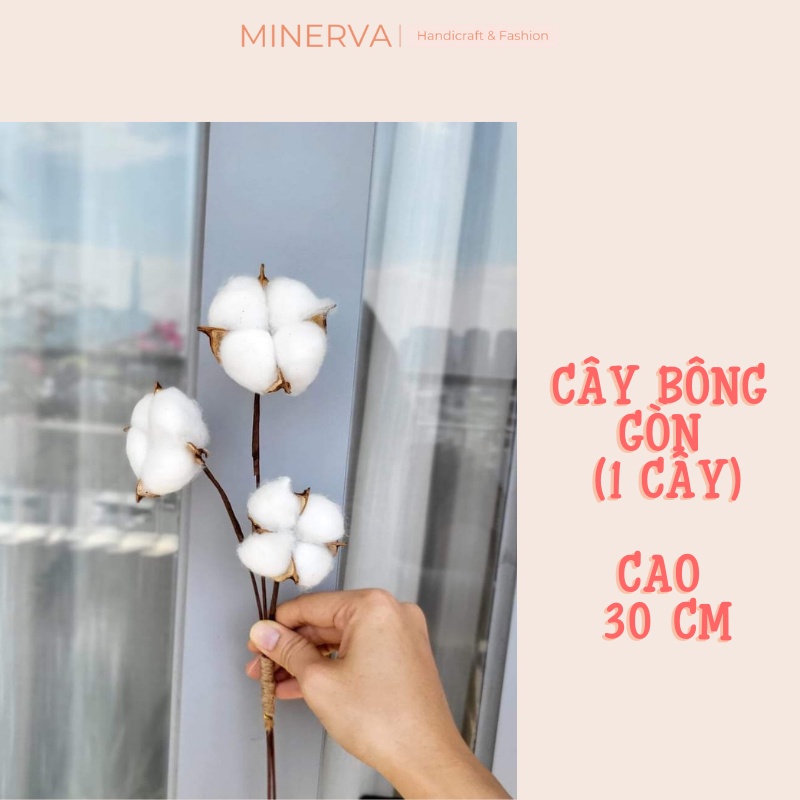 SET 11 Món Đồ khô - Quả khô phụ kiện chụp ảnh trang trí sản phẩm decor phông nền