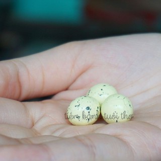 Socola Trứng Khủng Long