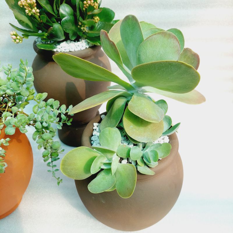 Chậu đất nung, Chậu sen đá - Chum cao, miệng chậu 14cm, chiều cao 20cm