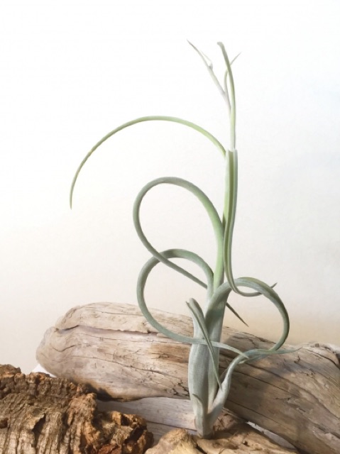 Cây không khí Tillandsia intermedia