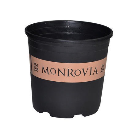 Chậu trồng hoa cây cây cảnh Monrovia 1.5Gal màu đen trồng cây văn phòng để bàn