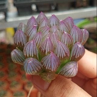 Sen đá kim cương màu tím