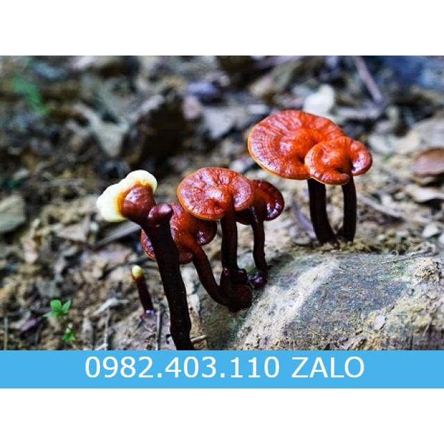 1 lạng nấm lim xanh rừng loại 1