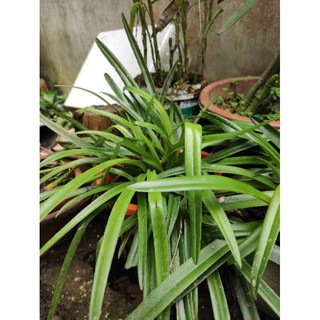 lan hài vệ nữ