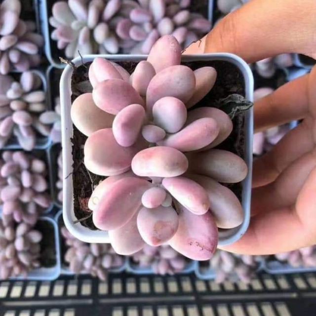 Sen đá Sỏi hồng