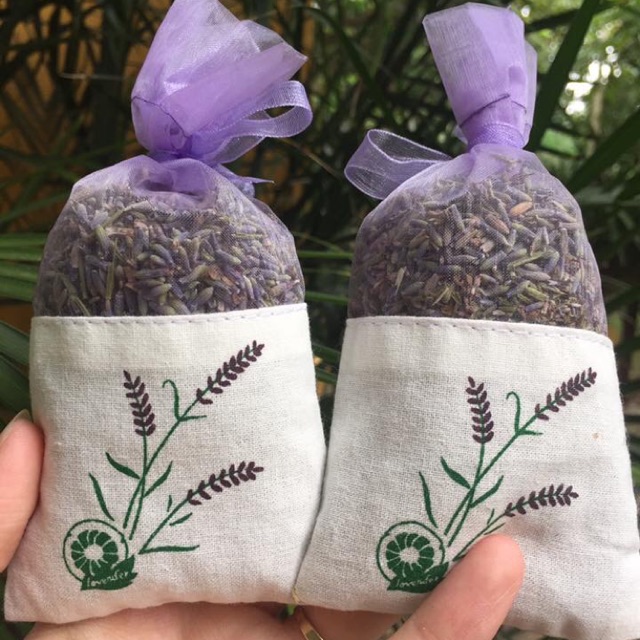 Nụ hoa Lavender Pháp