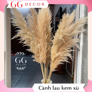 Cành lau kem xù 🔸 HÀNG CAO CẤP 🔸 cành lau khô tự nhiên màu kem trang trí decor cực đẹp