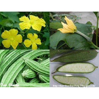 BỘ 3 GÓI HẠT GIỐNG MƯỚP KHÍA