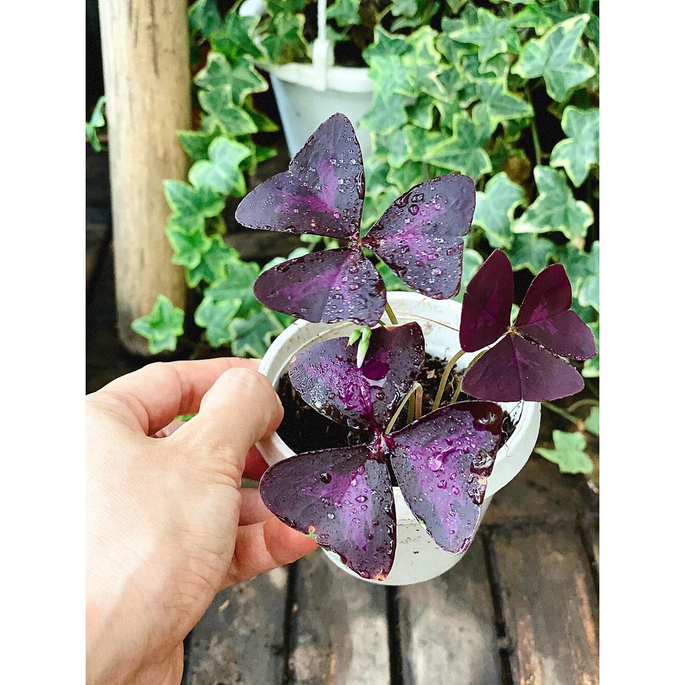 Cây Oxalis Triangularis (Bướm Đêm) 1 củ nhiều thân chậu nhựa