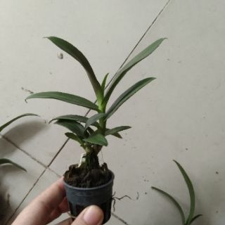 Lan denro mini yaya giống