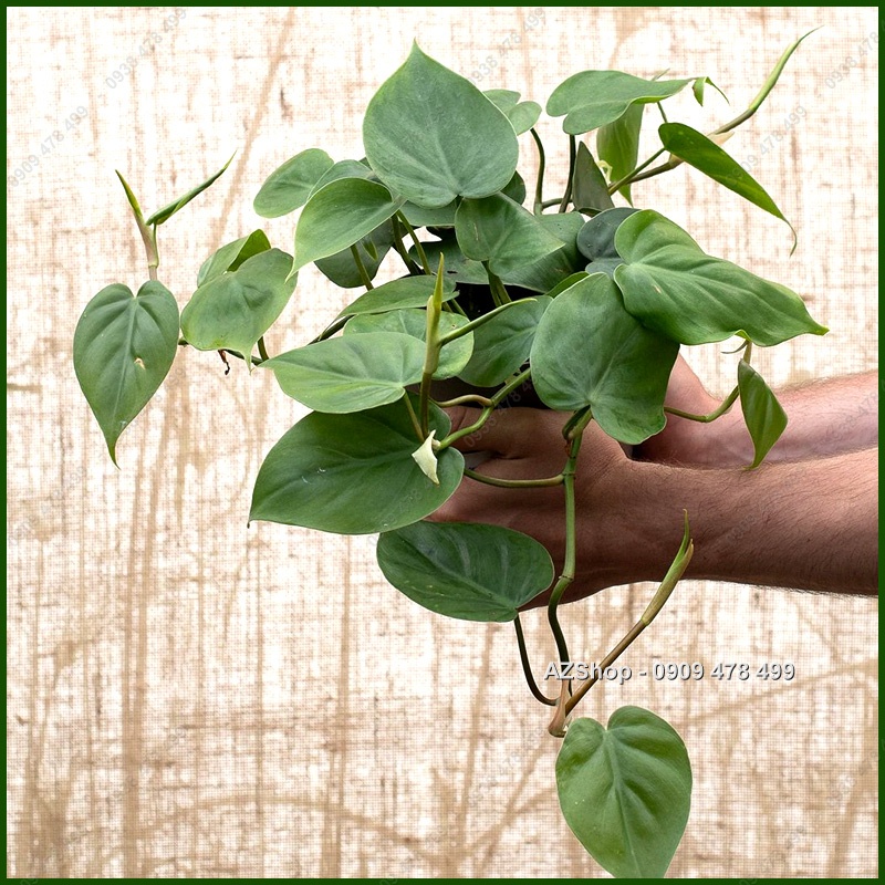 Trầu Bà Lá Tim Xanh Sweet Heart - Philodenron Scandens - vẻ đẹp xanh đáng yêu