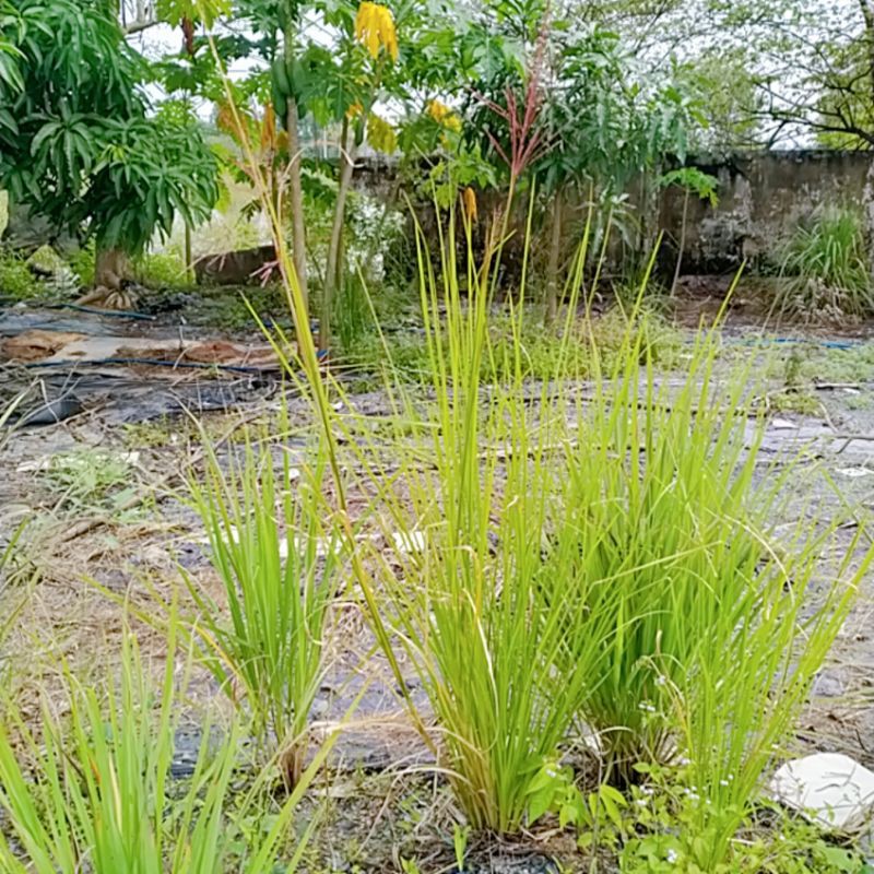 25 tép cỏ vetiver chống xói mòn_ rễ trần