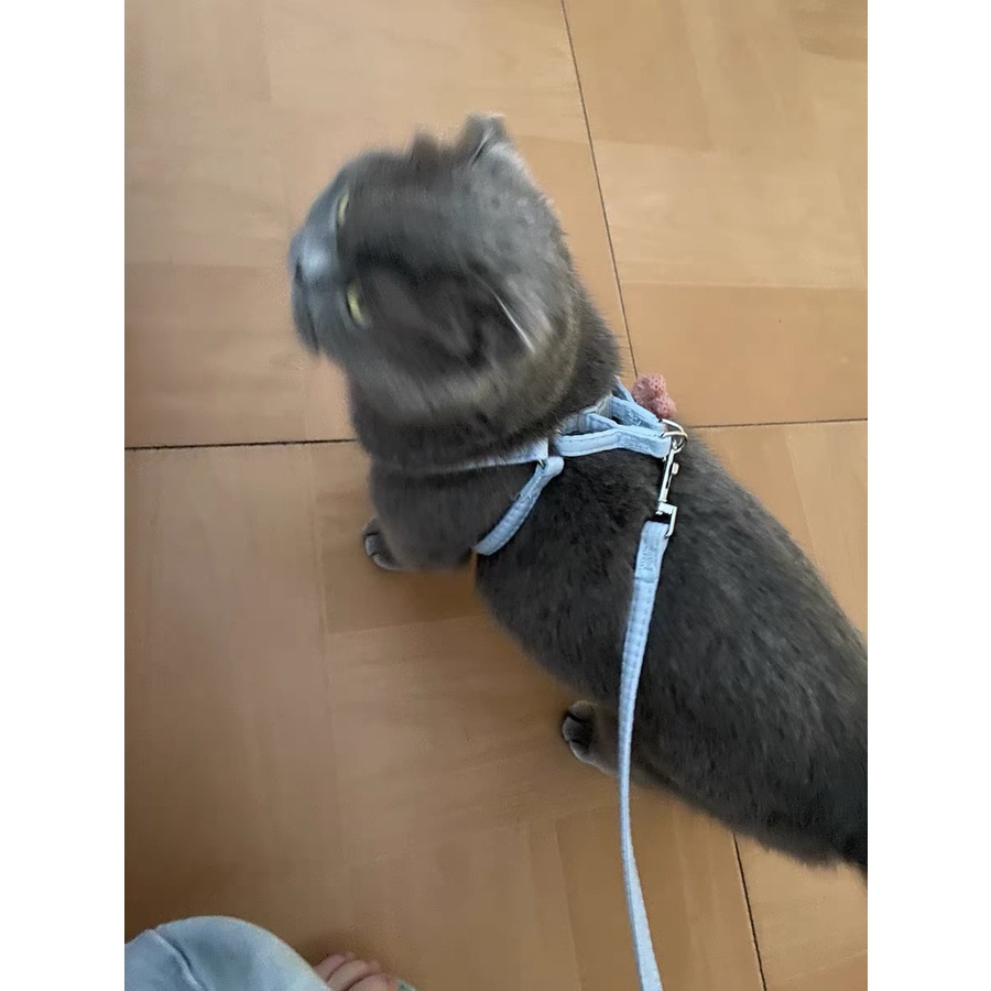 Dây dắt thú cưng đi dạo có thể điều chỉnh tiện lợi