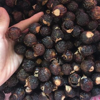 Bồ hòn giá tốt