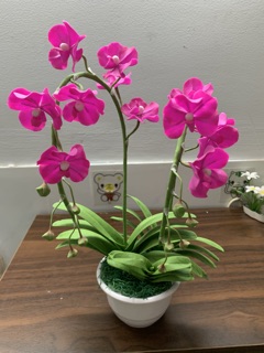 Chậu hoa Lan Vanda đất sét size trung