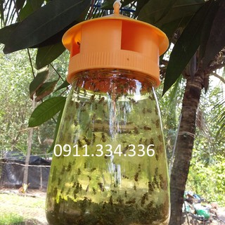 Bẫy Ruồi Vàng - Combo 10 bộ bẫy