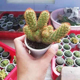 Xương rồng mami chân đỏ