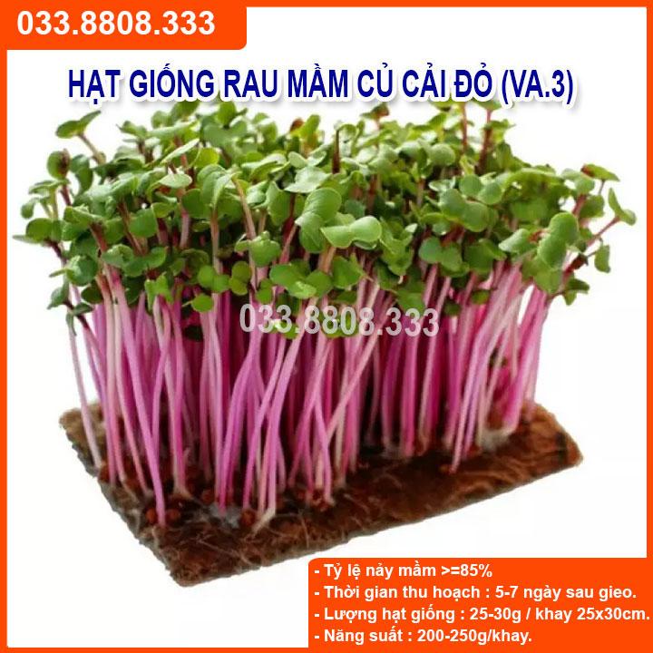 50G HẠT GIỐNG RAU MẦM CỦ CẢI ĐỎ  CHẤT LƯỢNG CAO