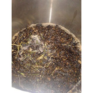 Dầu Gội Thảo Dược