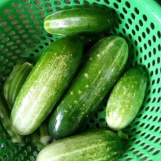 🥒🥒 DƯA CHUỘT MÈO THÁI LAN