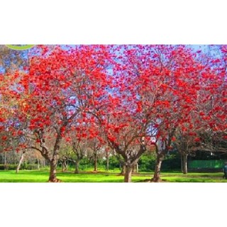 Cây giống osaka đỏ - cây muồng hoa đỏ + tặng 01 cây dâu da đất